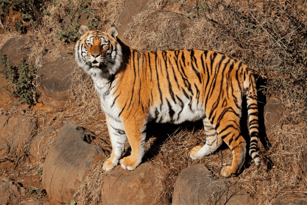 Wildlife Tiger Tours
