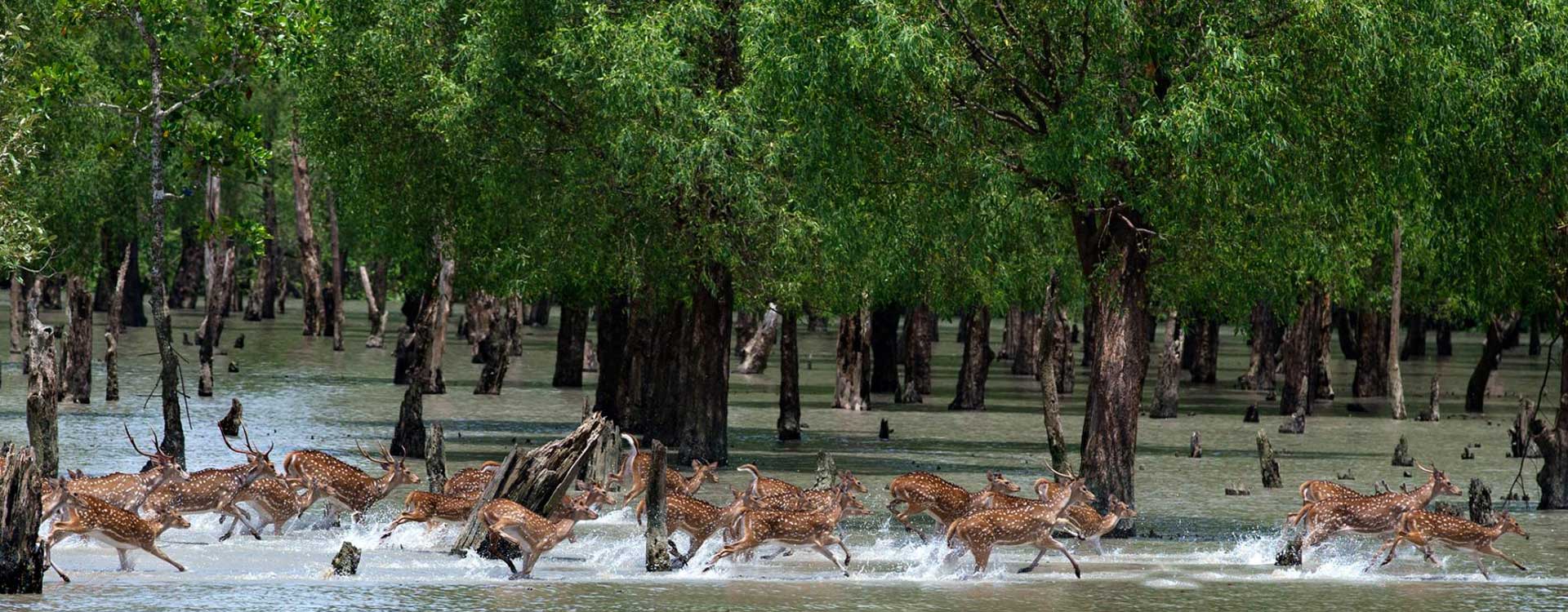 Travel by Destination > Sundarbans