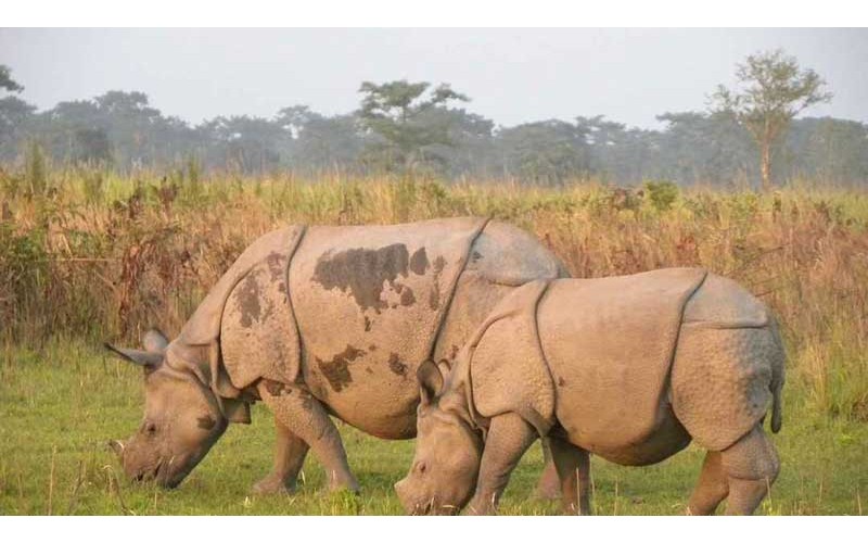 6 Nights 7 Days Assam From Guwahati