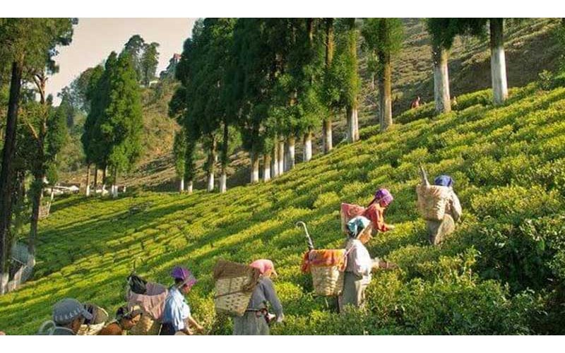 9 Nights 10 Days Darjeeling Awesome Tour