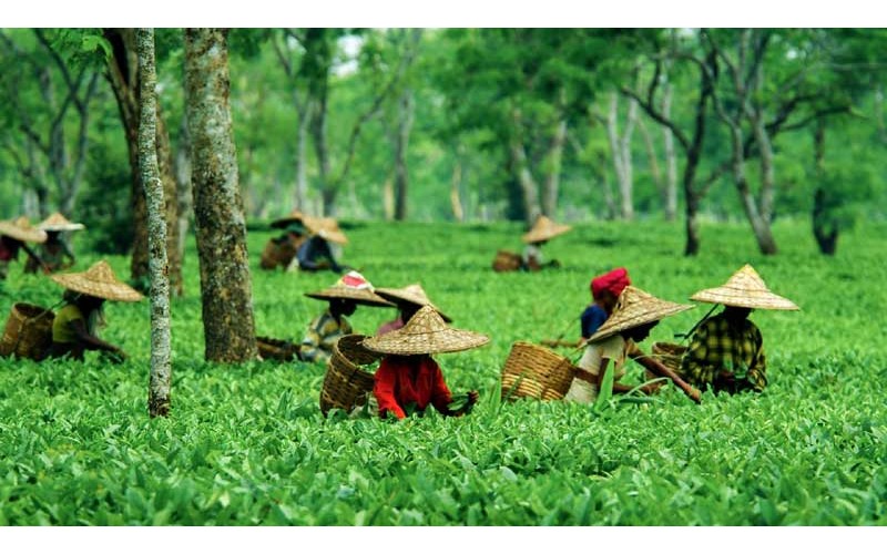 9 Nights 10 Days Assam Tour