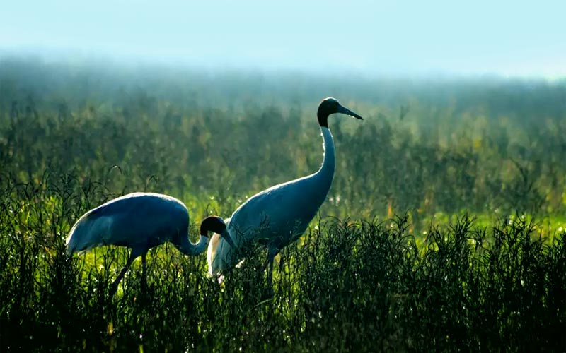 3 Days Taj Mahal Tour with Keoladeo National Park Bharatpur