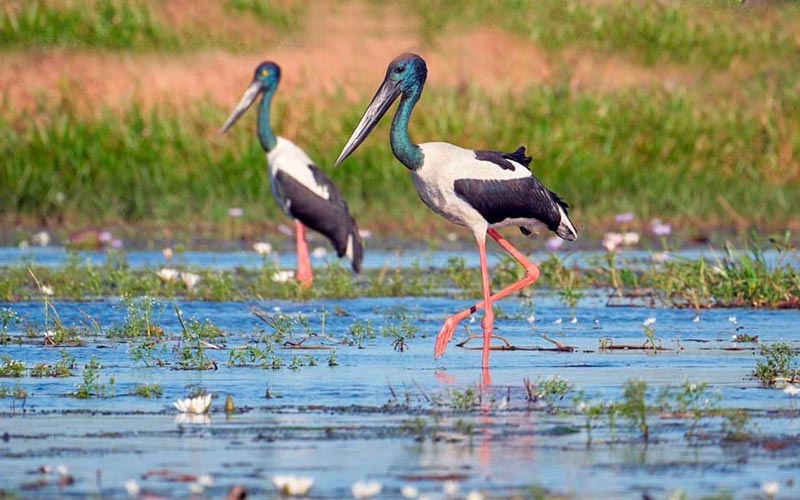 3 Days Taj Mahal Tour with Keoladeo National Park Bharatpur
