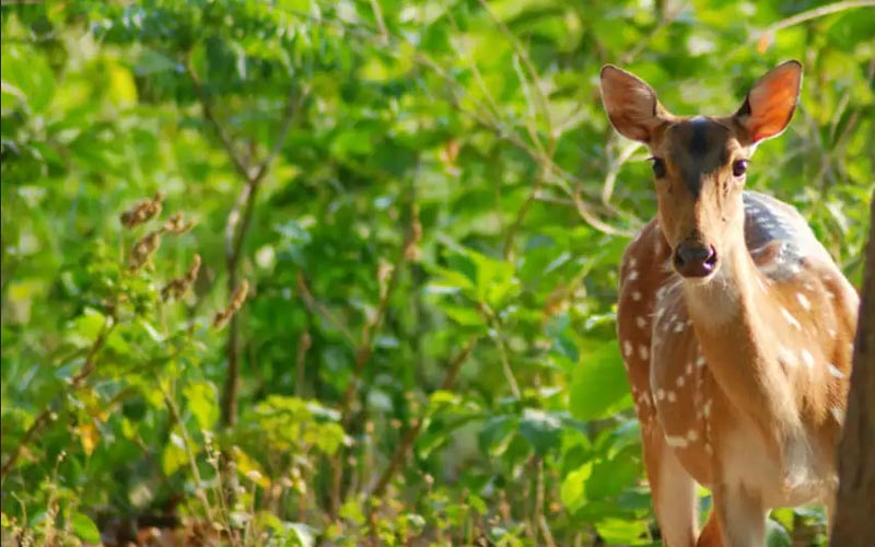 5 Days Golden Triangle Tour with Bharatpur Bird Sanctuary