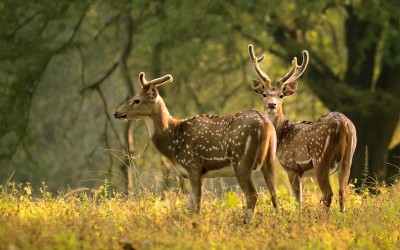 5 Days Golden Triangle Tour with Bharatpur Bird Sanctuary