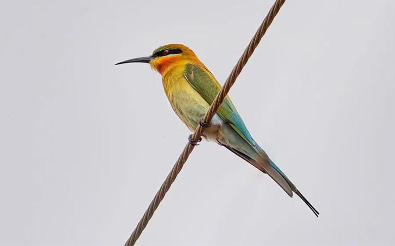 3 Days Taj Mahal Tour with Keoladeo National Park Bharatpur