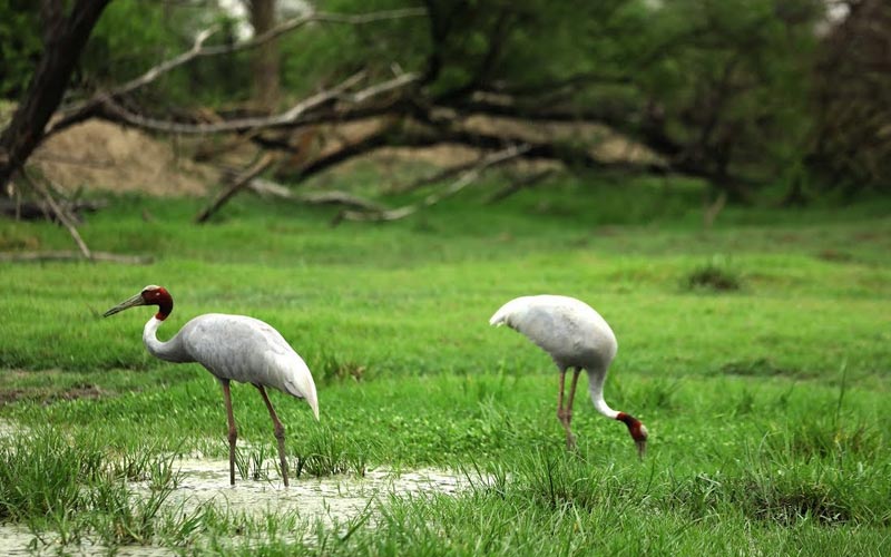 3 Days Taj Mahal Tour with Keoladeo National Park Bharatpur