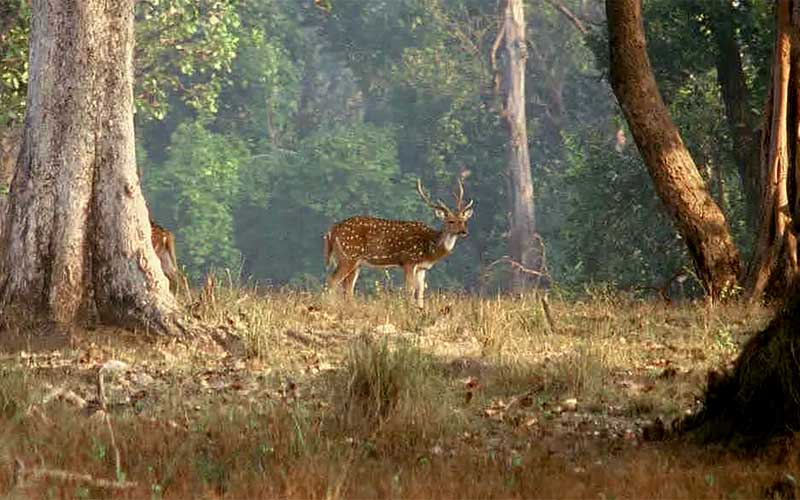 Private 2 Days Kanha National Park Wildlife Tiger Safari Tour