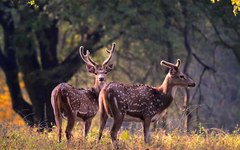 Private 2 Days Kanha National Park Wildlife Tiger Safari Tour