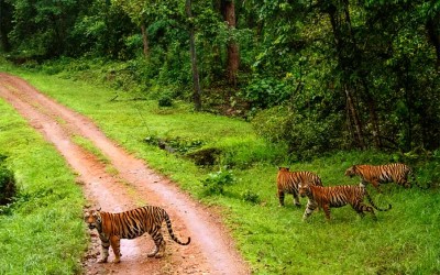 Private 2 Days Taj Mahal Tour with Kanha National Park