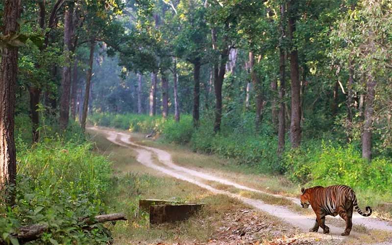 Private 2 Days Kanha National Park Wildlife Tiger Safari Tour