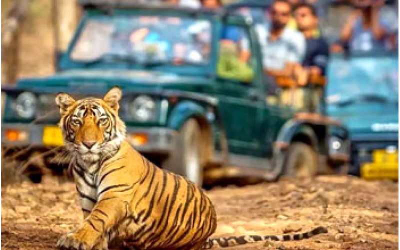 8 Days Golden Triangle Tour with Ranthambore Tiger Safari