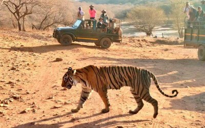  4 Days Golden Triangle Tour with Ranthambore Tiger Safari