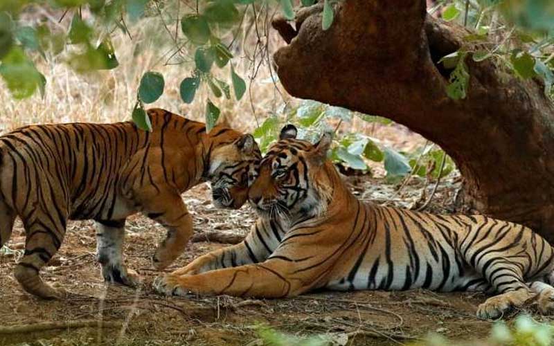 8 Days Golden Triangle Tour with Ranthambore Tiger Safari